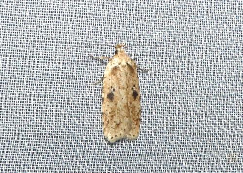 Agonopterix arenella